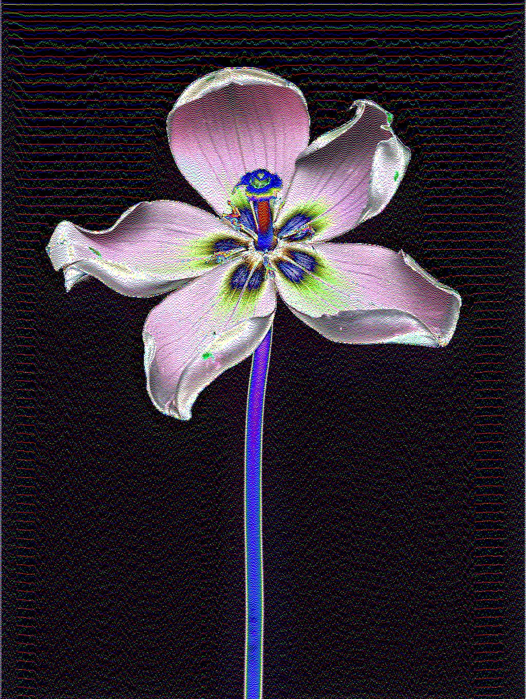 Pro offer promotional image